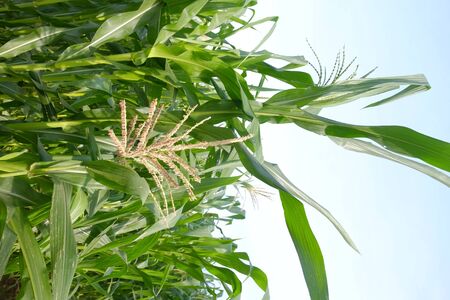 corn field in agricultural garden on blue sky backgroundの写真素材