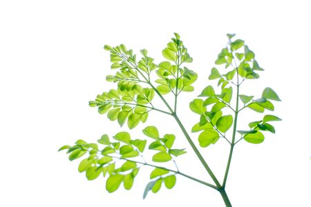 selective focus imae of Moringa leaves isolate on white backgroundの写真素材