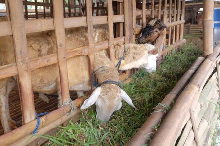 goats eat grass in the cageの写真素材