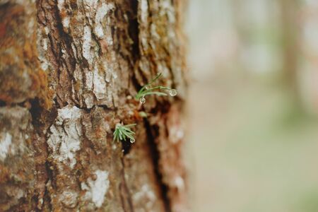 growing pine neddles foliage . selective focusの写真素材