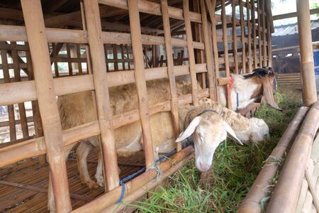 goats eat grass in the cageの写真素材