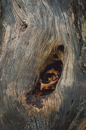 teak wood hole with leaves on itの写真素材