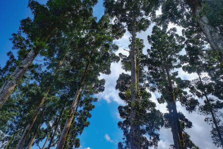shillouette of pine trees with blue sky and cloud as background