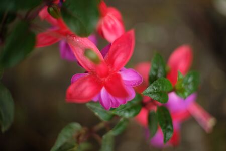 Beautiful Fuchsia flowers in full bloom. Pink and purple colours. close up viewの写真素材