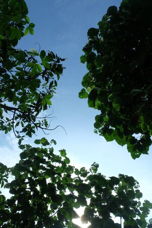 bottom view of hibiscus tree leafesの写真素材