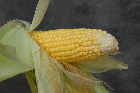 Fresh corn on with rustic wall background, closeupの写真素材