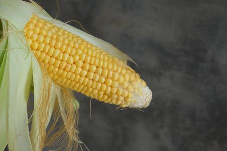 Fresh corn on with rustic wall background, closeupの写真素材