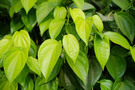 The betel is a vine of the family Piperaceae, which includes pepper and kava. Betel leaf is mostly consumed in Asia, and elsewhere in the world by some Asian emigrants, as betel quid or in paan, with Areca nut and/or tobacco.の写真素材