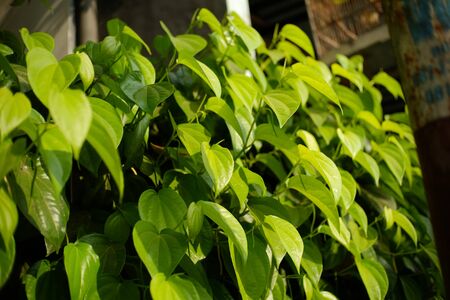 The betel is a vine of the family Piperaceae, which includes pepper and kava. Betel leaf is mostly consumed in Asia, and elsewhere in the world by some Asian emigrants, as betel quid or in paan, with Areca nut and/or tobacco.の写真素材