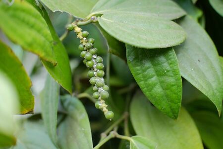 Black pepper is a flowering vine in the family Piperaceae, cultivated for its fruit, known as a peppercorn, which is usually dried and used as a spice and seasoning.の写真素材