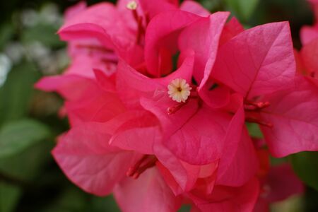 Bougainvillea is a genus of thorny ornamental vines, bushes, or trees. selective focusの写真素材