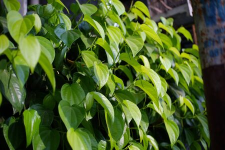 The betel is a vine of the family Piperaceae, which includes pepper and kava. Betel leaf is mostly consumed in Asia, and elsewhere in the world by some Asian emigrants, as betel quid or in paan, with Areca nut and/or tobacco.の写真素材