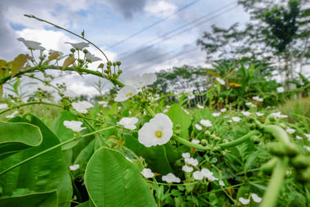 selective focus of echinodorus palifolius, also known as Mexican sword plant is an emerged aquatic plant in the Alismataceae. It has a rather odd, discontinuous range, native to Brazil, Peru, Uruguay, and Mexico.の写真素材