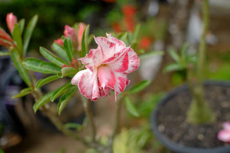 Adenium obesum is a species of flowering plant in the dogbane family, Apocynaceae, that is native to the Sahel regions, south of the Sahara, and tropical and subtropical eastern and southern Africa and Arabia.の写真素材