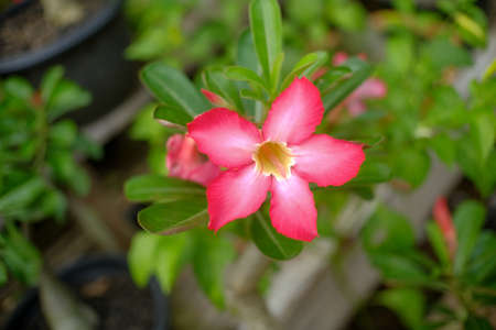 Adenium obesum is a species of flowering plant in the dogbane family, Apocynaceae, that is native to the Sahel regions, south of the Sahara, and tropical and subtropical eastern and southern Africa and Arabia.の写真素材