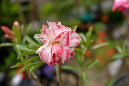 Adenium obesum is a species of flowering plant in the dogbane family, Apocynaceae, that is native to the Sahel regions, south of the Sahara, and tropical and subtropical eastern and southern Africa and Arabia.の写真素材
