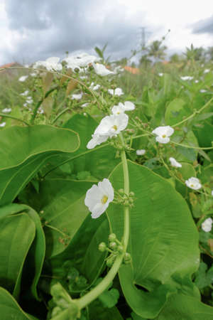selective focus of echinodorus palifolius, also known as Mexican sword plant is an emerged aquatic plant in the Alismataceae. It has a rather odd, discontinuous range, native to Brazil, Peru, Uruguay, and Mexico.の写真素材