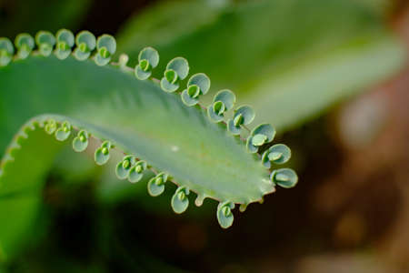 Selective focus of Cocor Bebek plant or Kalanchoe pinnata syn. Bryophyllum calycinum syn. Bryophyllum pinnatum in the garden. Cocor Bebek is one type of plant that is easy to grow anywhereの写真素材