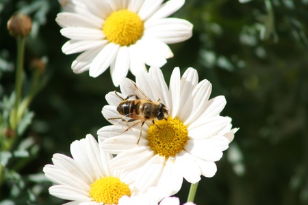 Black and yellow Bee on a flower in a  park in Cotacachi, Ecuador