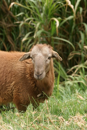 An adult brown sheep in a farmers pastureの写真素材