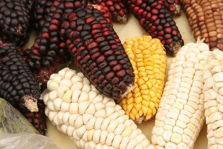 Cobs of corn in black, white, red and yellow at an outdoor vegetable market in Cotacachi, Ecuadorの写真素材