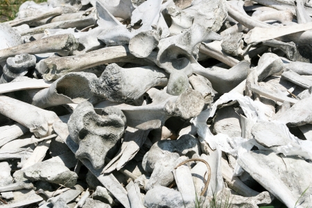 A pile of American Bison and White Tailed Deer bones being bleached under the sun in spring in...
