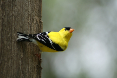 A male American Goldfinch perched on a piece of wood in Winnipeg, Manitoba, Canadaの写真素材