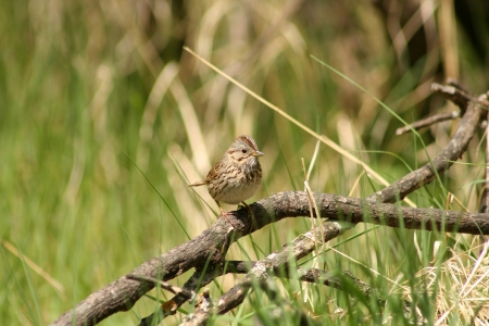 A brown and white Pine Siskin perched on a tree branch in spring in Winnipeg, Manitoba, Canadaの写真素材