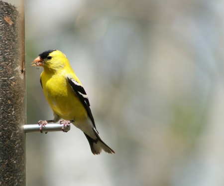 A male American Goldfinch perched on a bird feeder in spring in Winnipeg, Manitoba, Canadaの写真素材