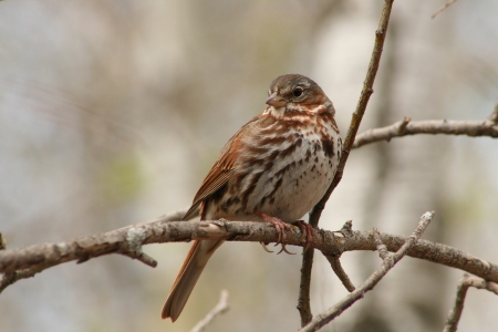 A brown and white striped Song Sparrow perched on a tree branch in spring in Winnipeg, Manitoba, Canadaの写真素材