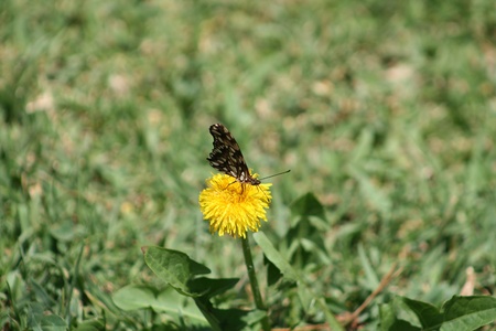 An orange and black butterfly on a yellow dandelion in a meadow in Cotacachi, Ecuadorの写真素材