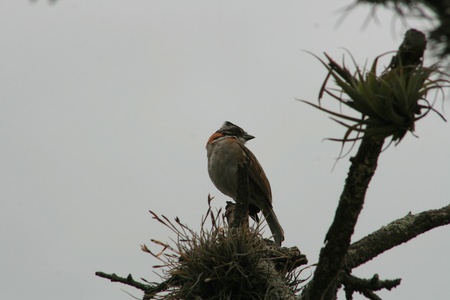 A Rufous Collared Sparrow perched on the top of a tree in Cotacachi, Ecuadorの写真素材