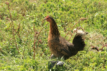 A free range chicken in a farmers field in Cotacachi, Ecuador