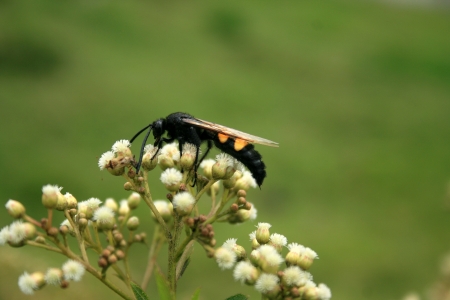 A large black bee with yellow stripes pollinating a small flower on a bush in Cotacachi, Ecuadorの写真素材
