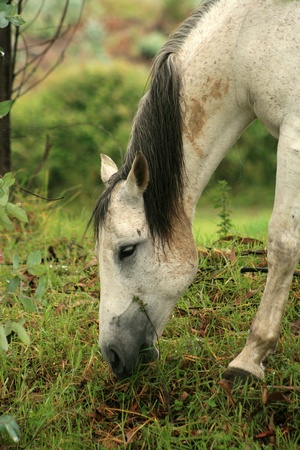 A white horse grazing in a farmers pasture in Cotacachi, Ecuadorの写真素材