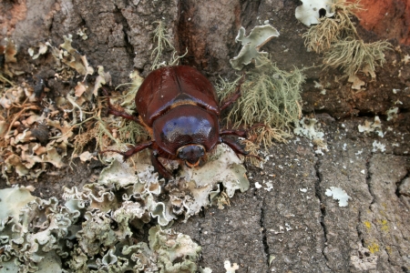 A female Rhinoceros Beetle standing on a moss covered log in Cotacachi, Ecuador