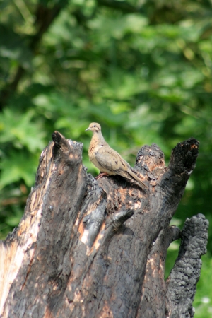 A small dove perched on a burnt stump in a farmers field in Cotacachi, Ecuadorの写真素材