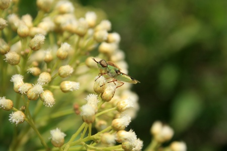 A green bee pollinating a small white flower on a bush in Cotacachi, Ecuadorの写真素材