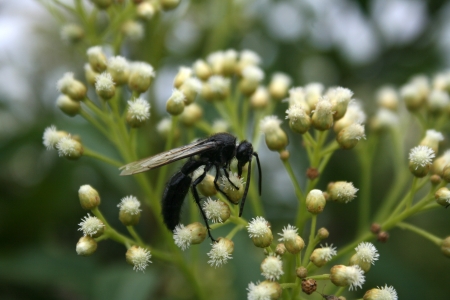 A black bee pollinating a small white flower on a bush in Cotacachi, Ecuador