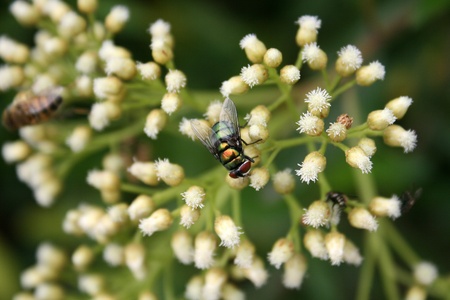 A colorful fly pollinating a small white flower on a bush in Cotacachi, Ecuador