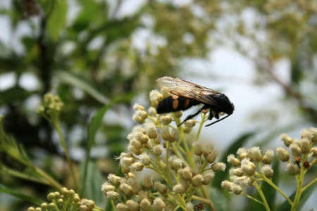 A large black bee with yellow stripes pollinating a small white flower on a bush in Cotacachi, Ecuadorの写真素材