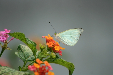 A Cabbage butterfly pollinating a flower on a plant in Cotacachi, Ecuadorの写真素材