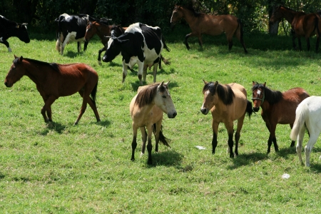 Cows and horses in a farmers pasture in Cotacachi, Ecuadorの写真素材