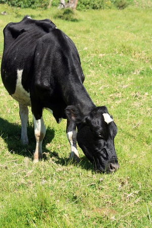 A Holstein cow grazing in a farmers pasture in Cotacachi, Ecuadorの写真素材
