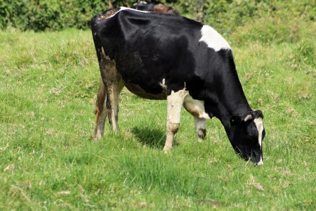 A Holstein Cow with horns grazing in a farmers pasture in Cotacachi, Ecuadorの写真素材