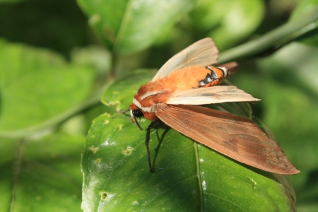 A brown moth standing on the leaf of a plant in Cotacachi, Ecuadorの写真素材