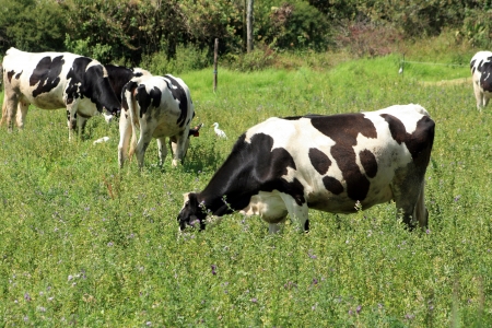 A herd of Holstein cows grazing in a field of alfalfa on a farm in Cotacachi, Ecuadorの写真素材