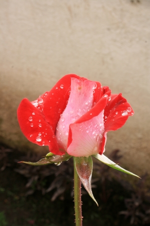 A red rose with rain drops in a garden in Cotacachi, Ecuadorの写真素材