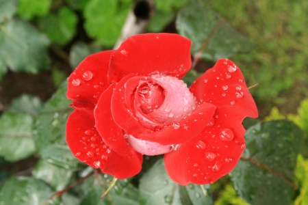 A red rose with water droplets in a garden in Cotacachi, Ecuadorの写真素材
