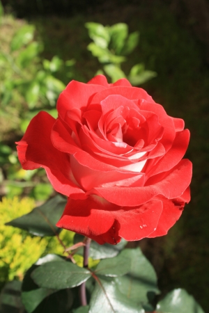 A red rose blooming in a garden in Cotacachi, Ecuadorの写真素材